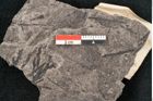 Foto (Detailansicht) von Sequoia novae zeelanchiae Ettingshausen (NHMW-GEO-2024-0188-10107)